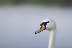 mute swan