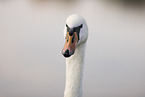 mute swan
