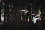 mute swans