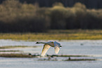 mute swan