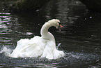 mute swan