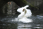 mute swan