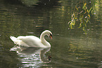 mute swan