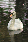 mute swan