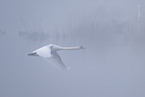 mute swan