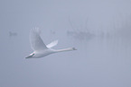 mute swan