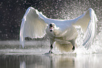 mute swan