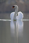 mute swan