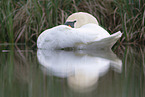 mute swan