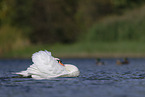 mute swan