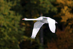 mute swan