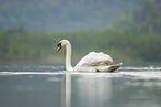 mute swan