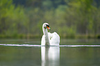 mute swan