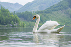 mute swan