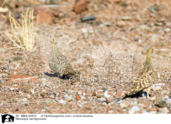 Nama-Flughhner / Namaqua sandgrouses / MBS-24672