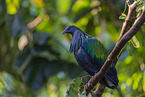 Nicobar pigeon