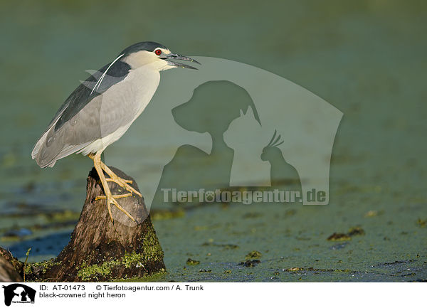 Nachtreiher / black-crowned night heron / AT-01473