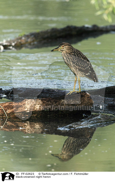 Nachtreiher / black-crowned night heron / FF-02623