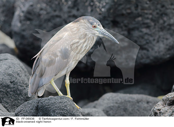 Nachtreiher / black-crowned night heron / FF-06936
