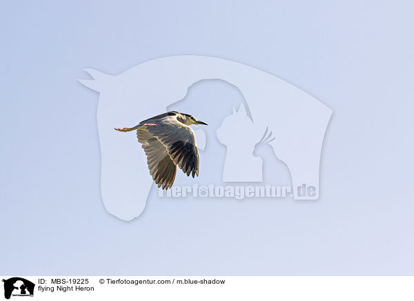 fliegender Nachtreiher / flying Night Heron / MBS-19225