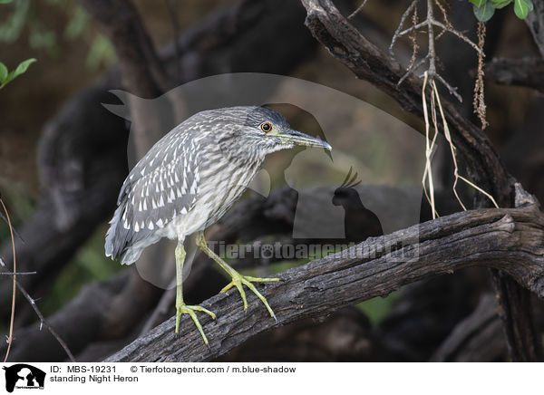 stehender Nachtreiher / standing Night Heron / MBS-19231