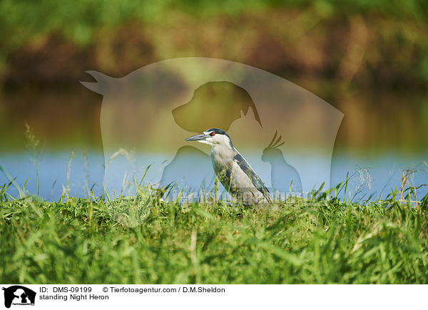 stehender Nachtreiher / standing Night Heron / DMS-09199