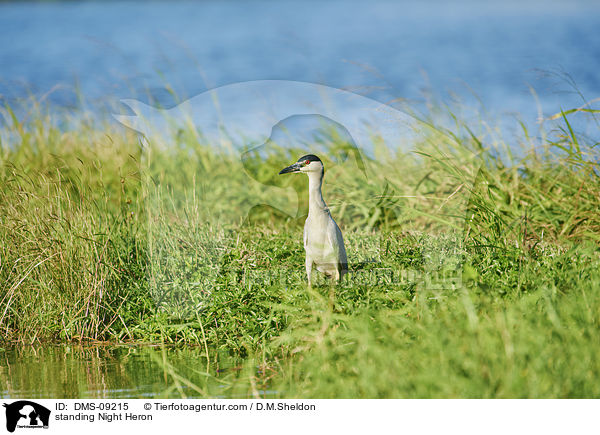 stehender Nachtreiher / standing Night Heron / DMS-09215