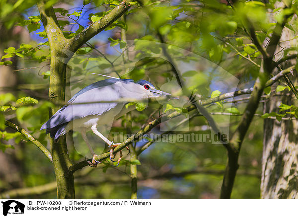 black-crowned night heron / PW-10208