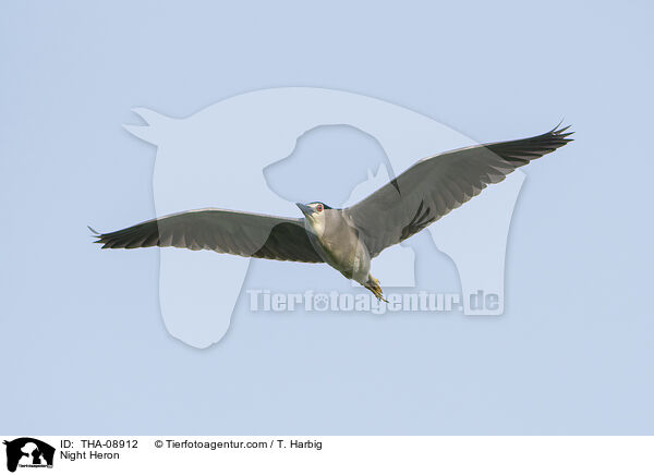 Night Heron / THA-08912