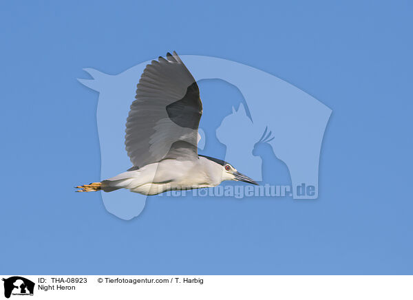Nachtreiher / Night Heron / THA-08923