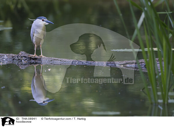 Nebelkrhe / hoodiecrow / THA-08941