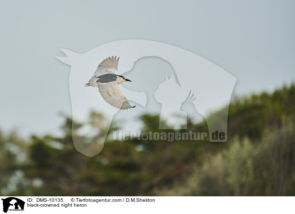black-crowned night heron / DMS-10135