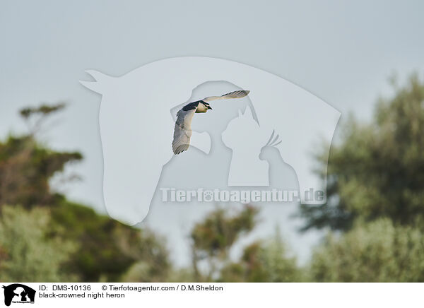 black-crowned night heron / DMS-10136