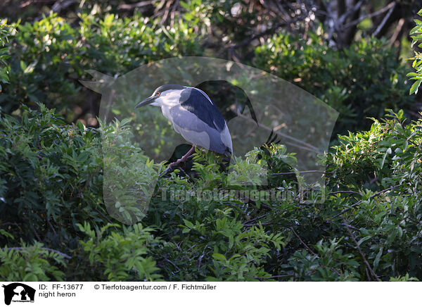 night heron / FF-13677