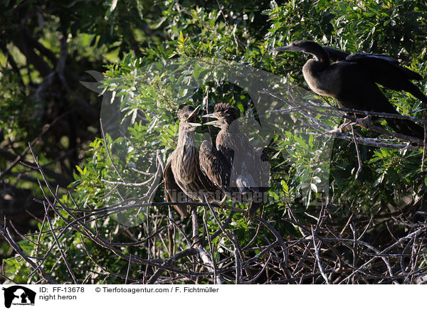 night heron / FF-13678