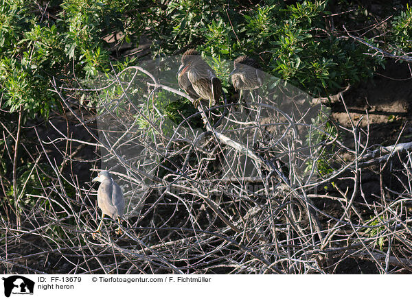 Nachtreiher / night heron / FF-13679