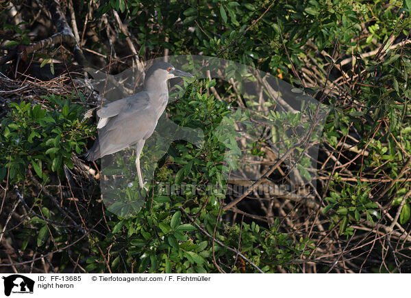 night heron / FF-13685