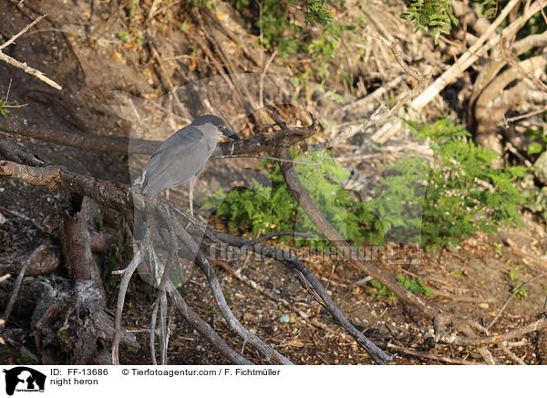 night heron / FF-13686