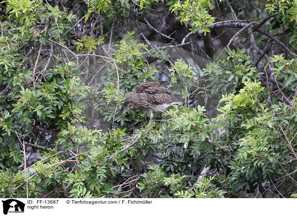 night heron / FF-13687