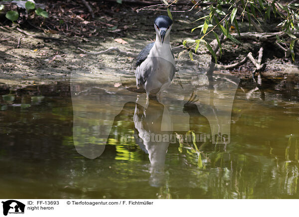 Nachtreiher / night heron / FF-13693