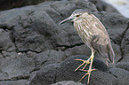 black-crowned night heron