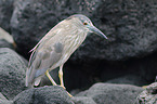 black-crowned night heron