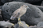 black-crowned night heron