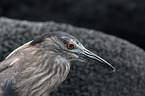 black-crowned night heron