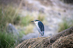 standing Night Heron