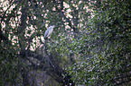 standing Night Heron