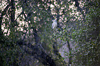 standing Night Heron