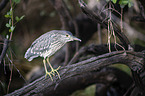 standing Night Heron