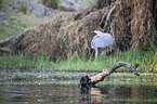 flying Night Heron