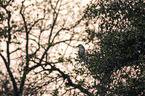standing Night Heron